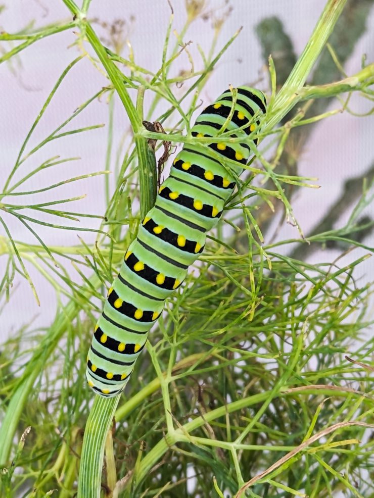 black swallowtail caterpillar eating dill