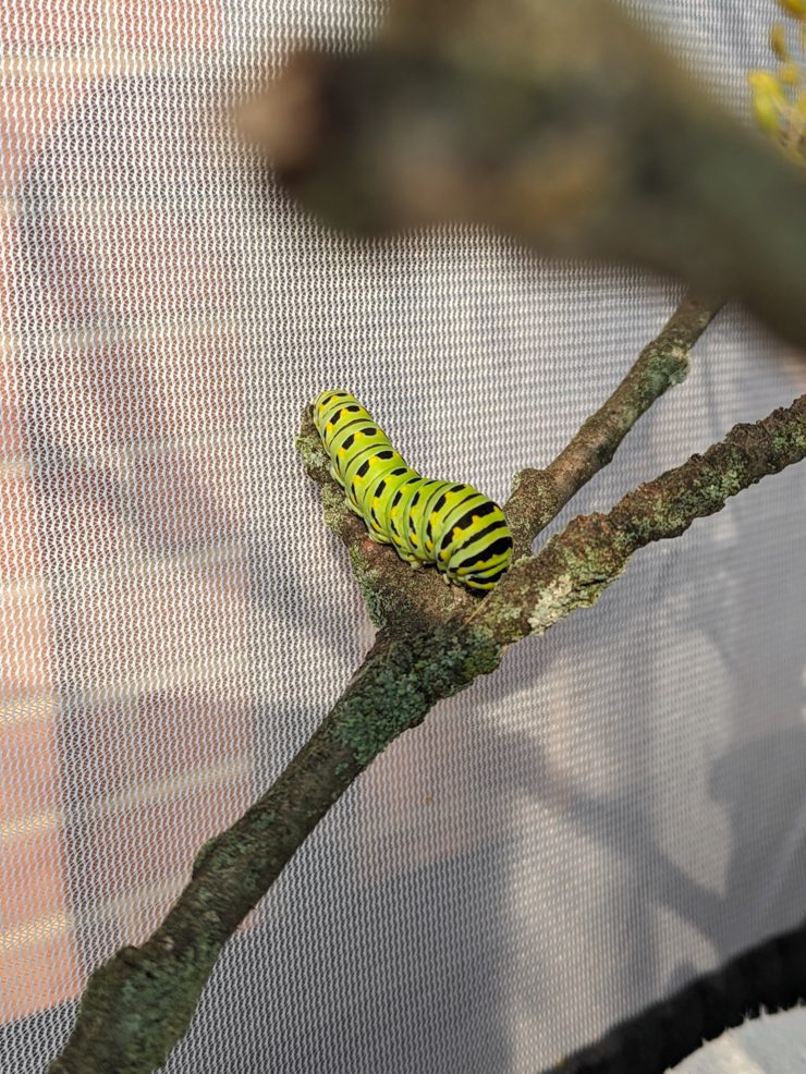 black swallowtail caterpillar