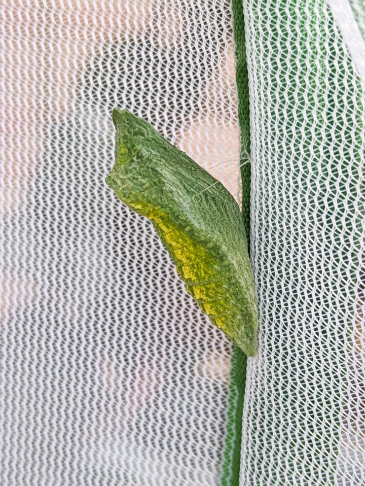 black swallowtail chrysalis