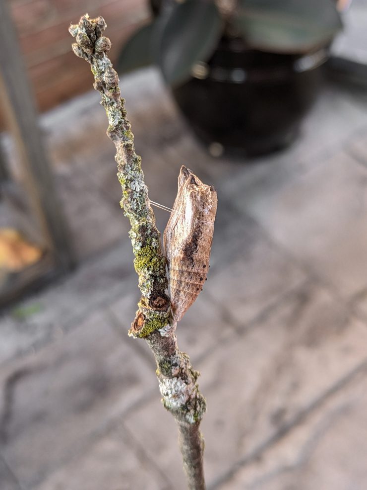 black swallowtail chrysalis