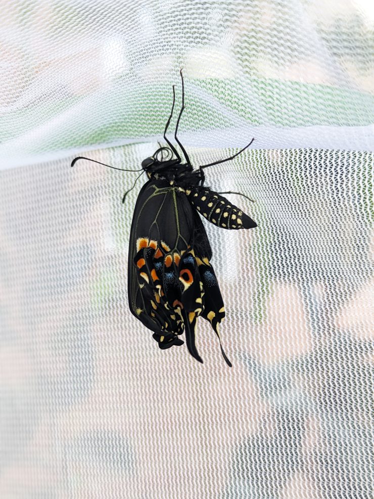 butterfly emerging