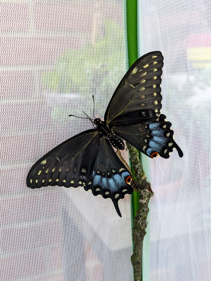 black swallowtail butterfly