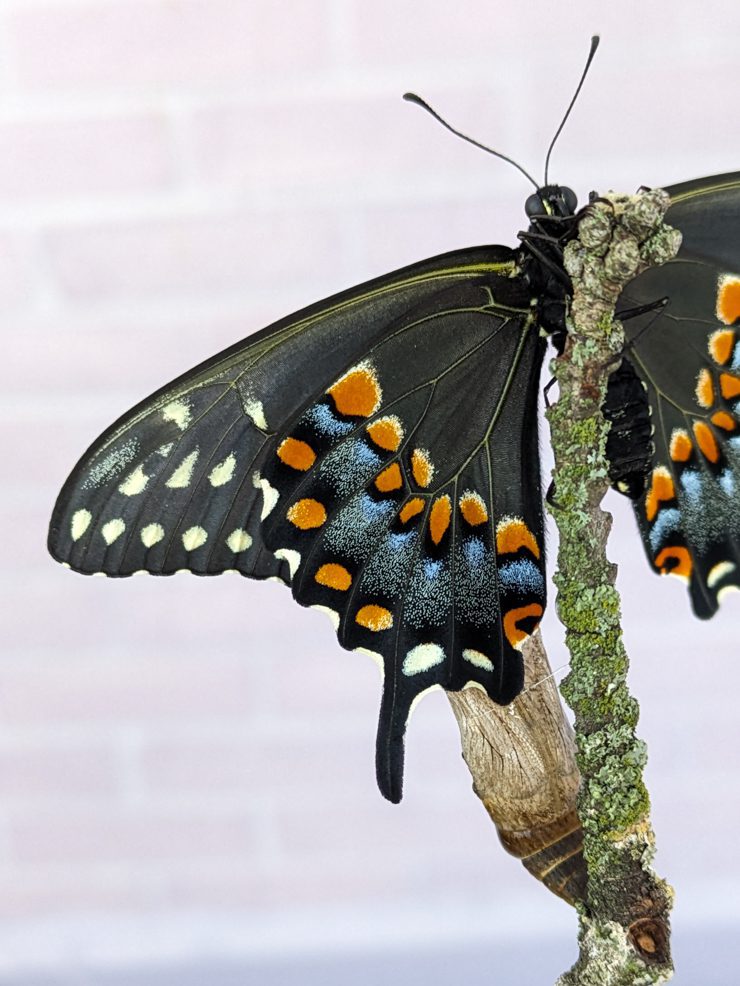 black swallowtail butterfly