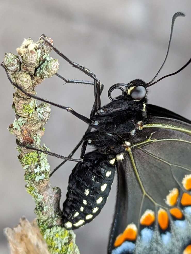 black swallowtail butterfly