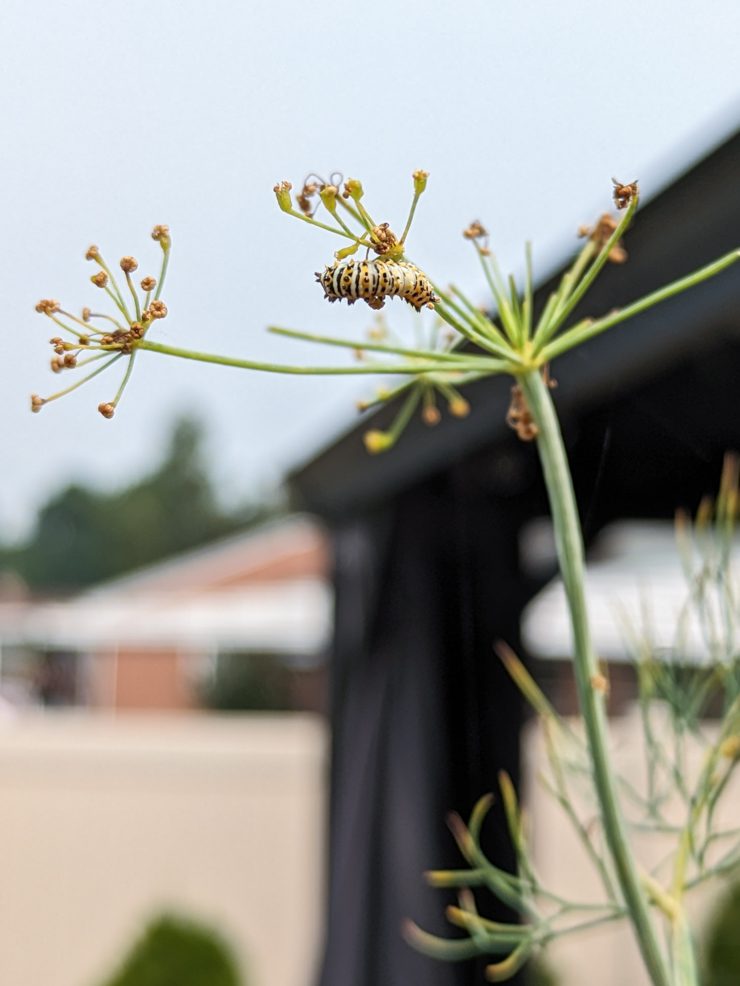 black swallowtail caterpillar on dill