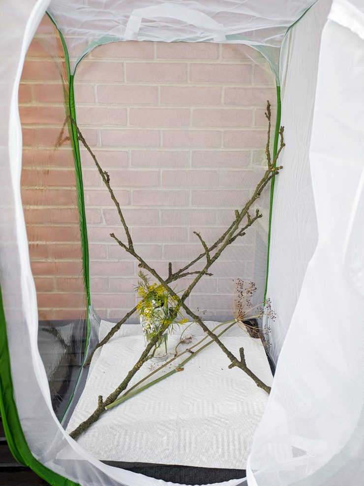 mesh cage to raise butterflies