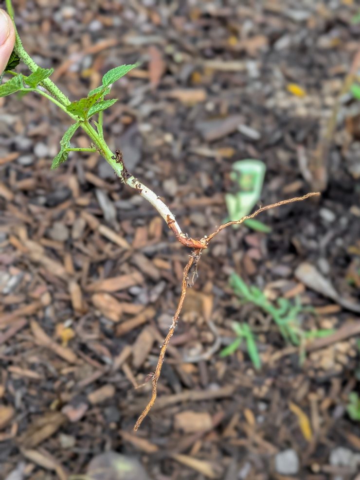 baby raspberry plant