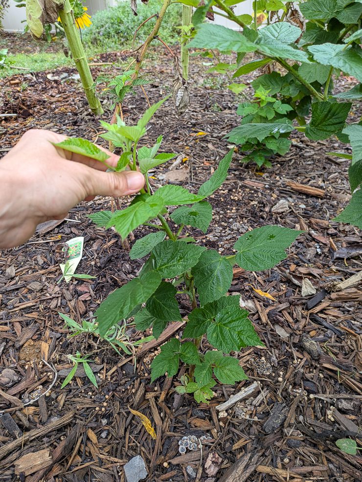 raspberry plant