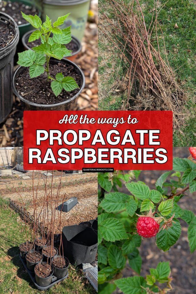 collage that says all the way to propagate raspberries with pictures of plants