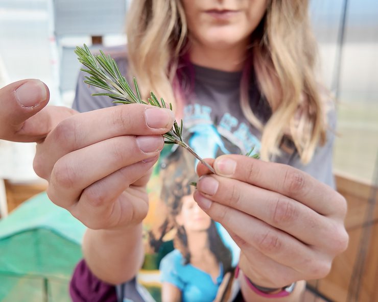 hand holding a rosemary cutting