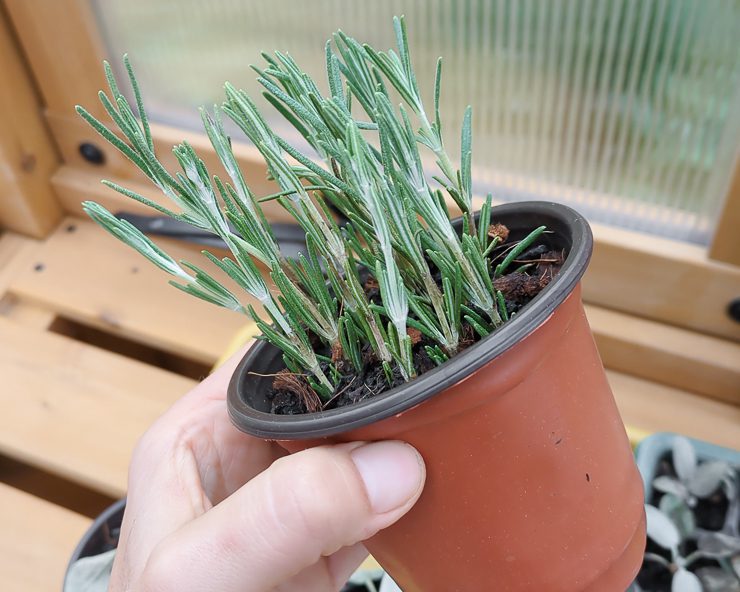 rosemary cuttings in soil