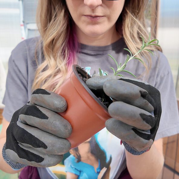 woman holding a rosemary propagation