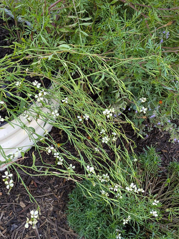 arugula flowering