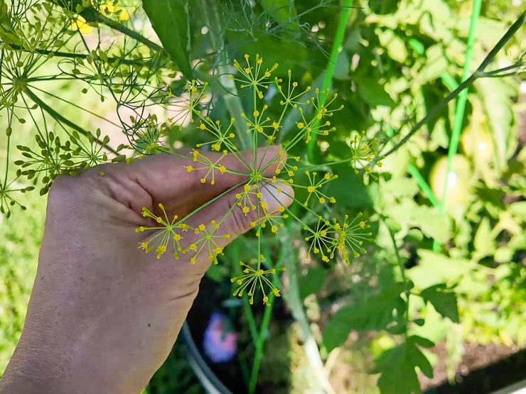 dill flowering