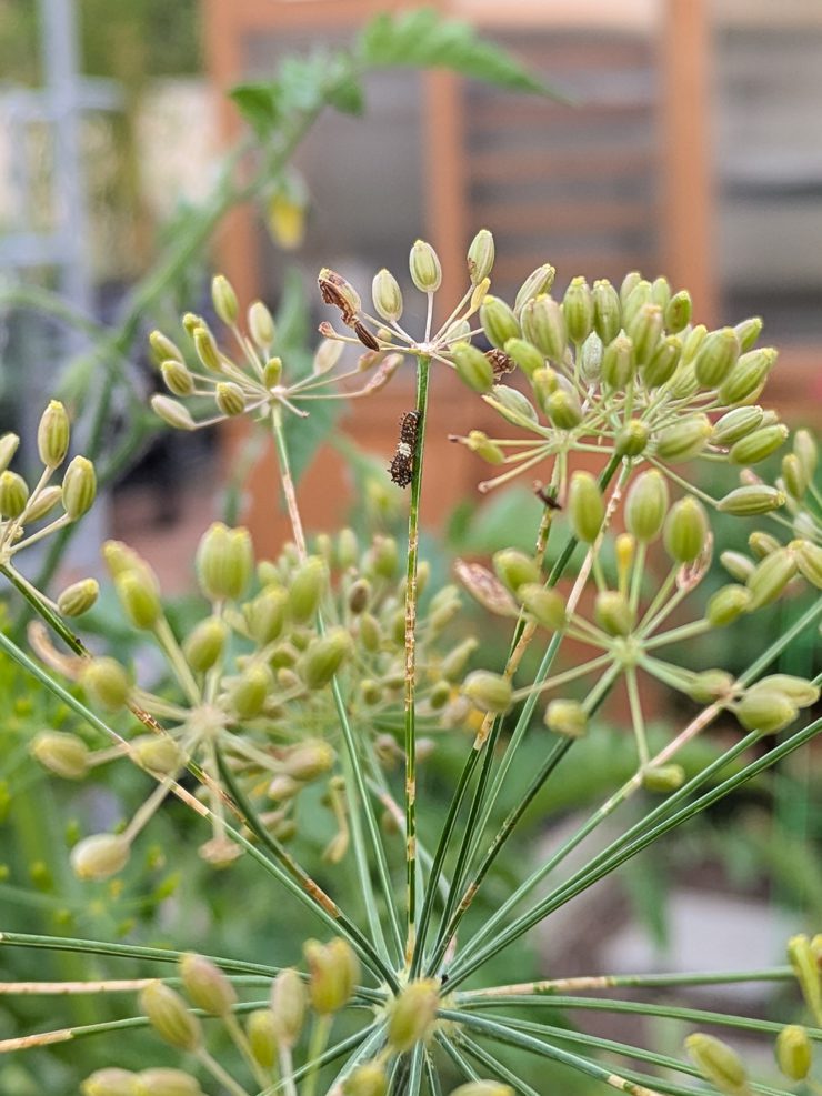 black swallowtail caterpillar on a dill plant