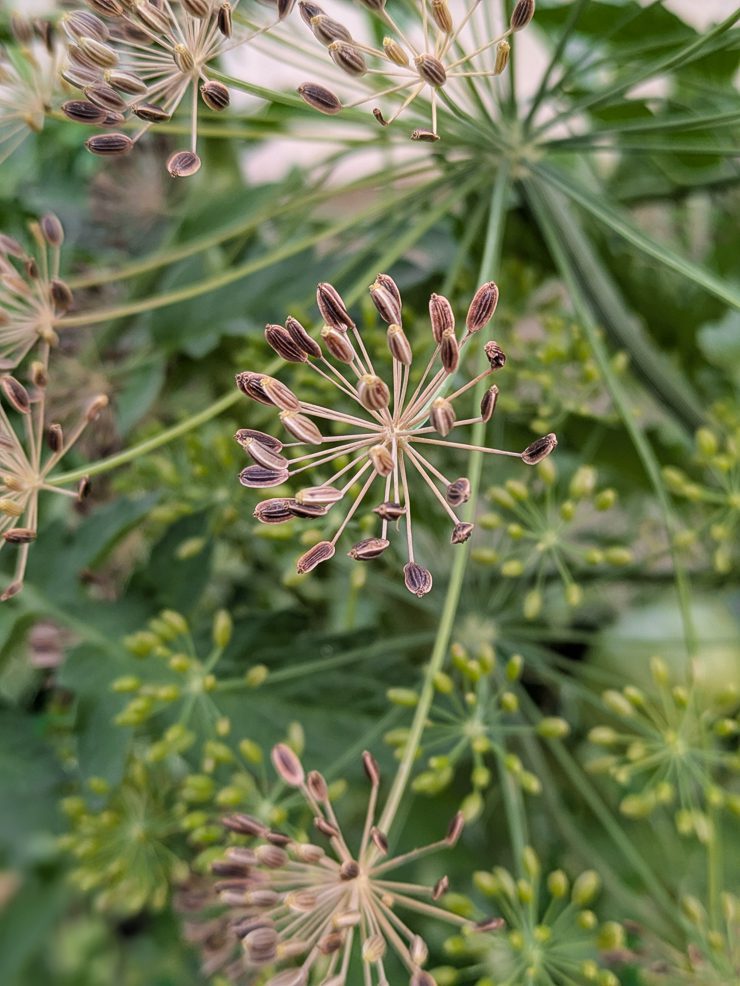 harvesting dill seeds