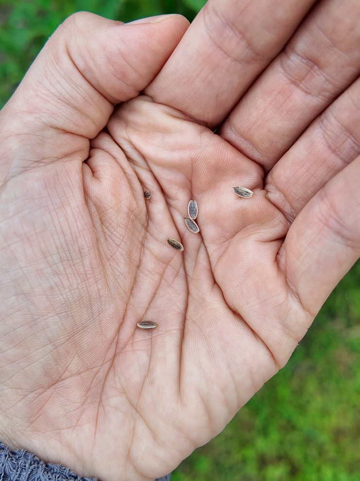 harvesting dill seeds