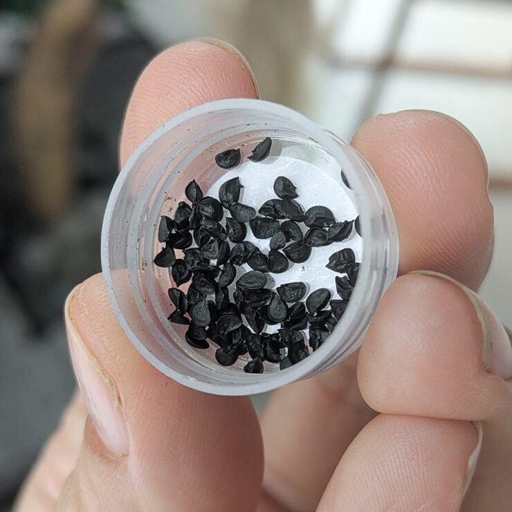 saved green onion seeds