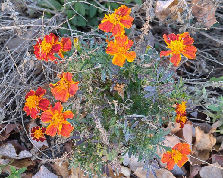 dying orange marigolds