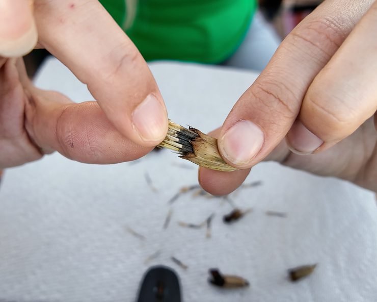 removing seeds from a marigold flower