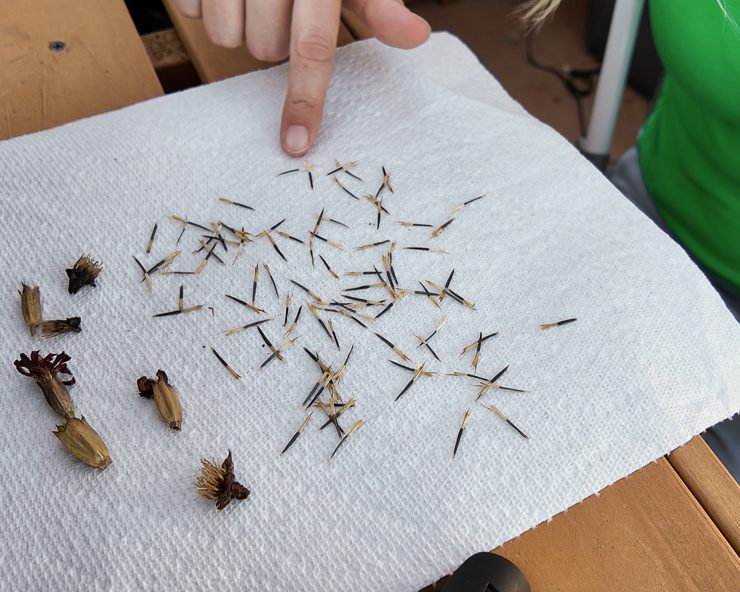 drying marigold seeds