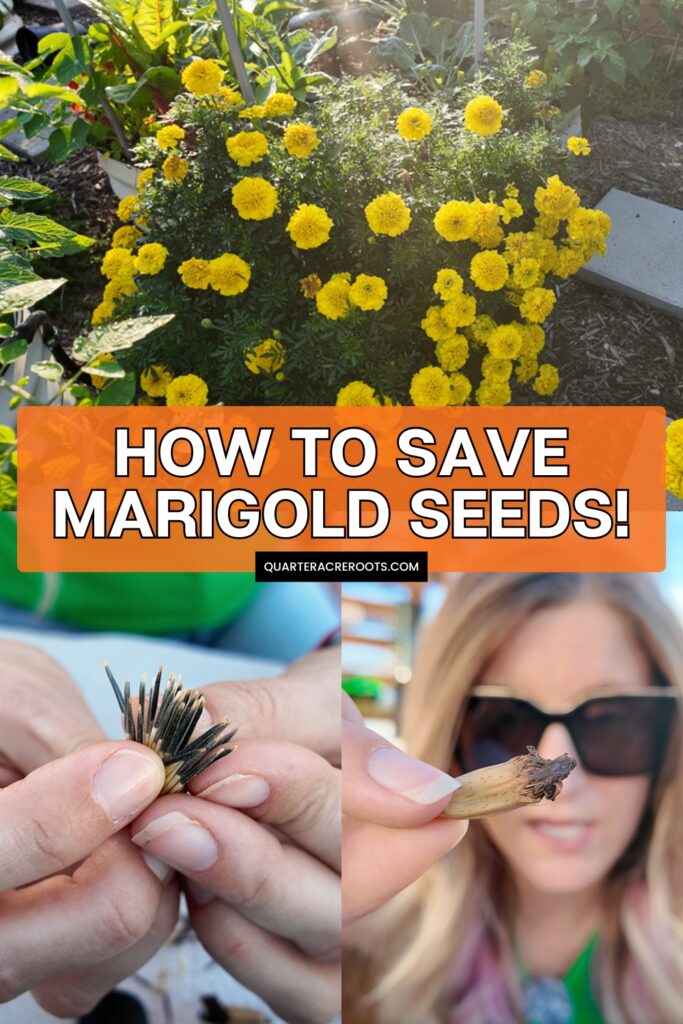 collage that says how to save marigold seeds with pictures of the process