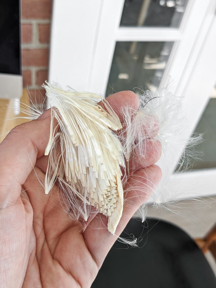 milkweed floss from a seed pod