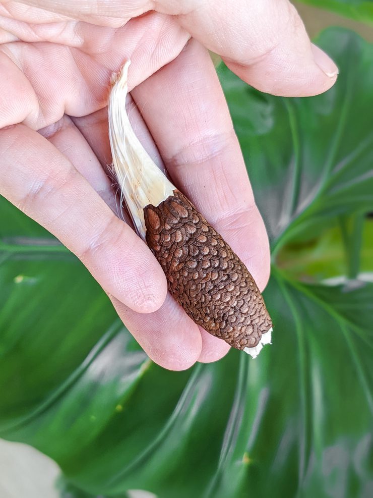 seeds from a milkweed seed pod