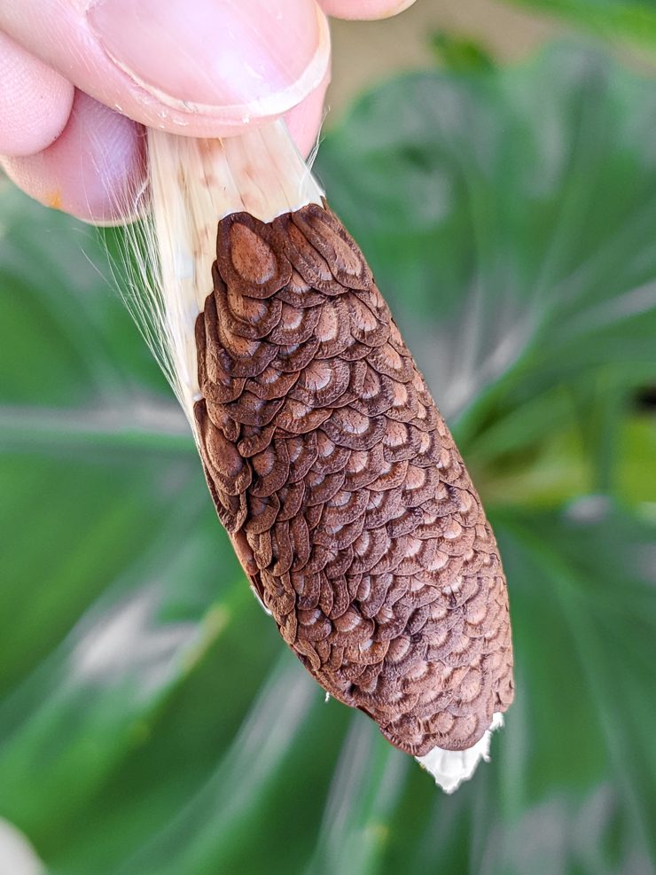 seeds from a milkweed seed pod