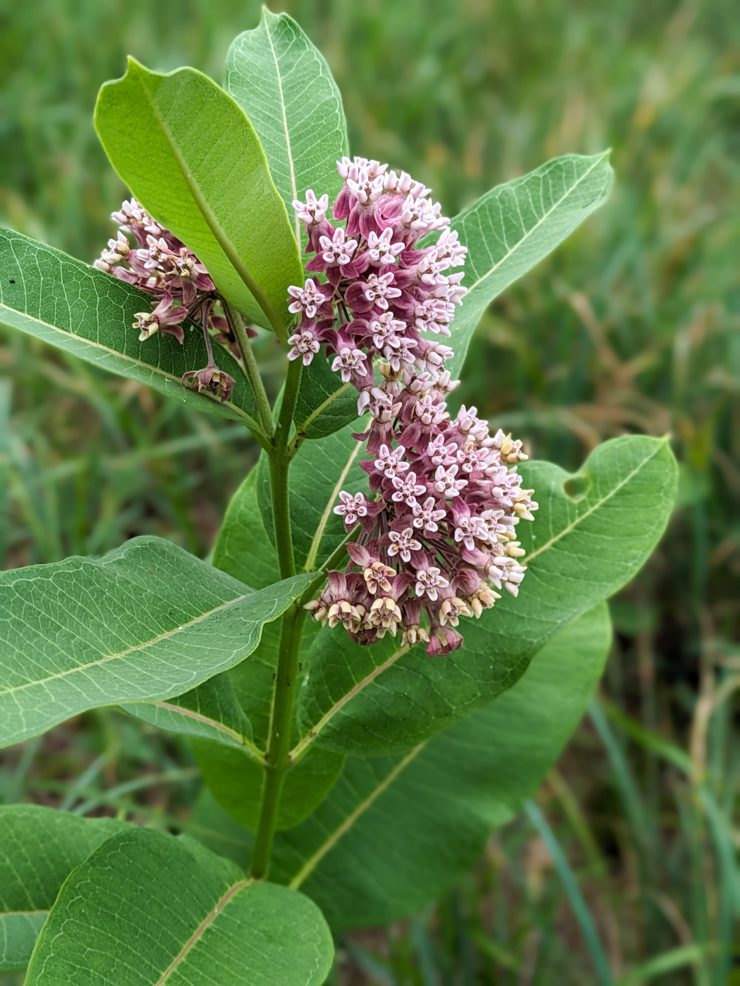 flowering common milkweed
