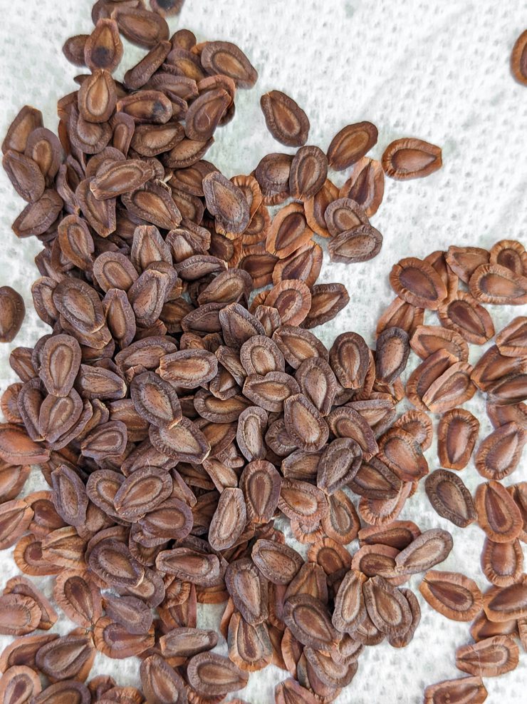 common milkweed seeds
