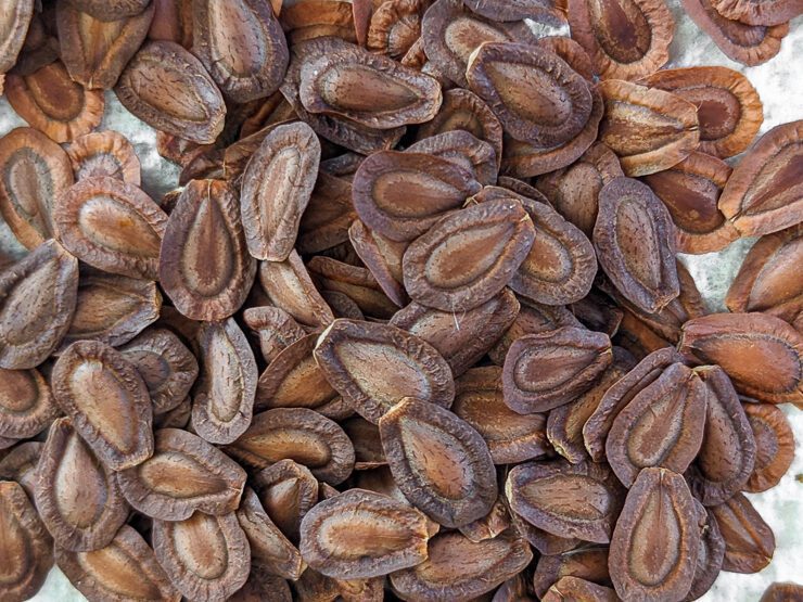 common milkweed seeds