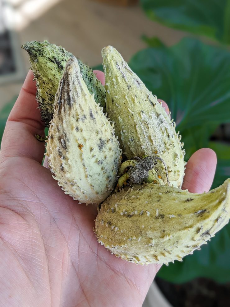 common milkweed seed pods