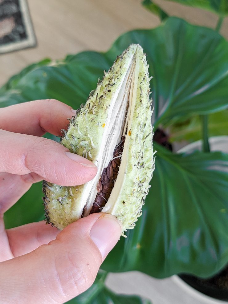 opening a milkweed seed pod