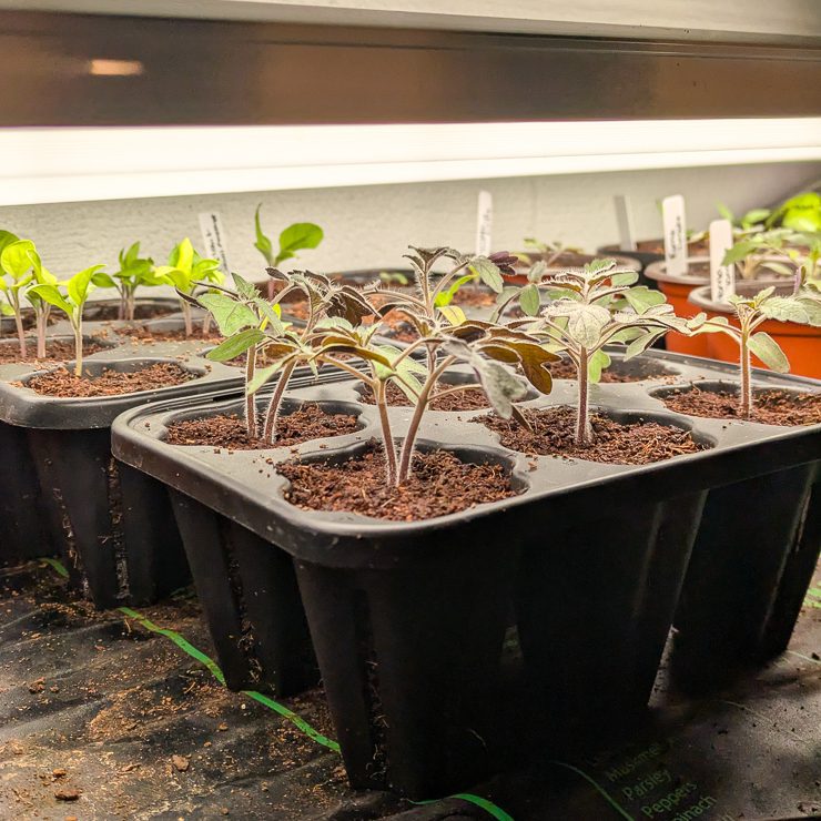 seedlings under shop lights
