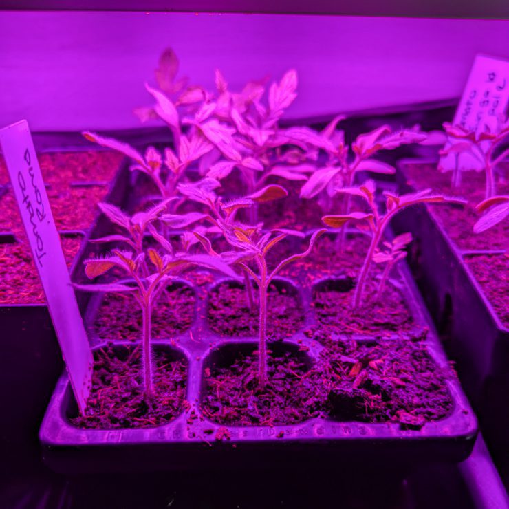 seedlings under grow lights