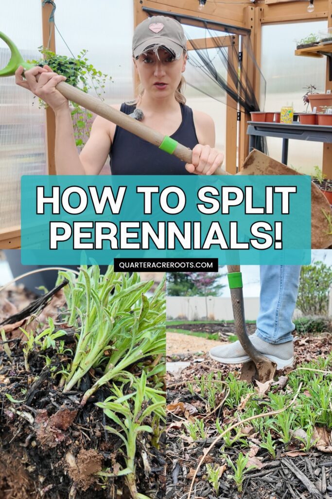 collage that says how to split perennials with pictures of the process