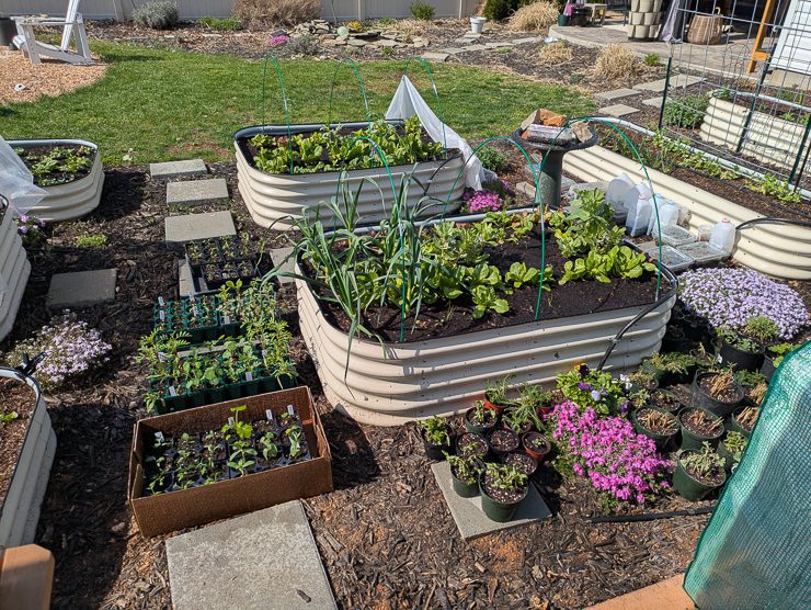 garden with raised beds and potted plant starts