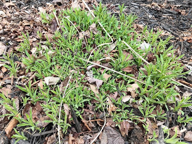 new england aster sprouting