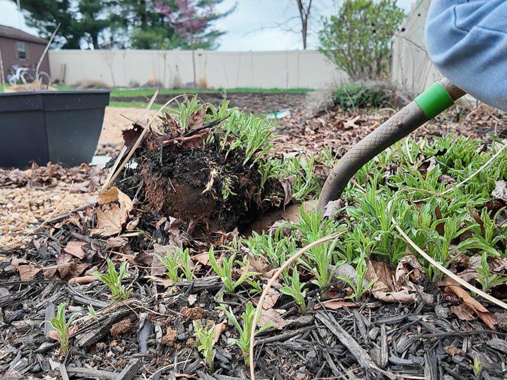 digging up perennial aster