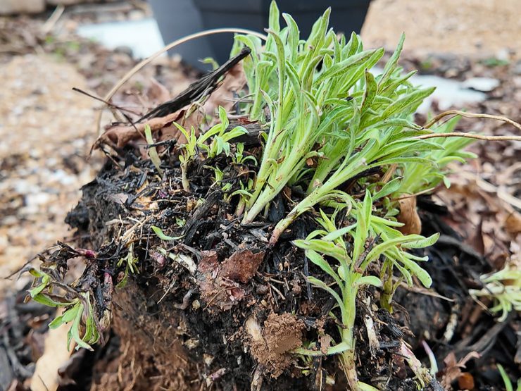 digging up perennial aster
