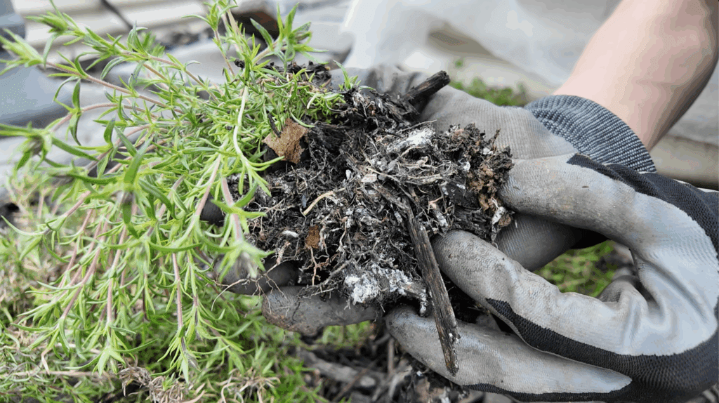 digging up creeping phlox