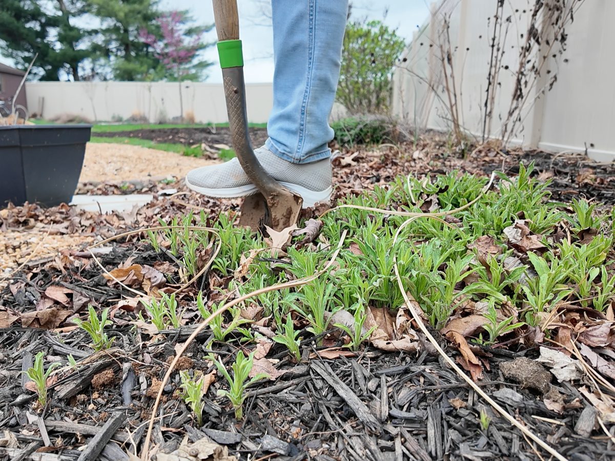 digging up perennials