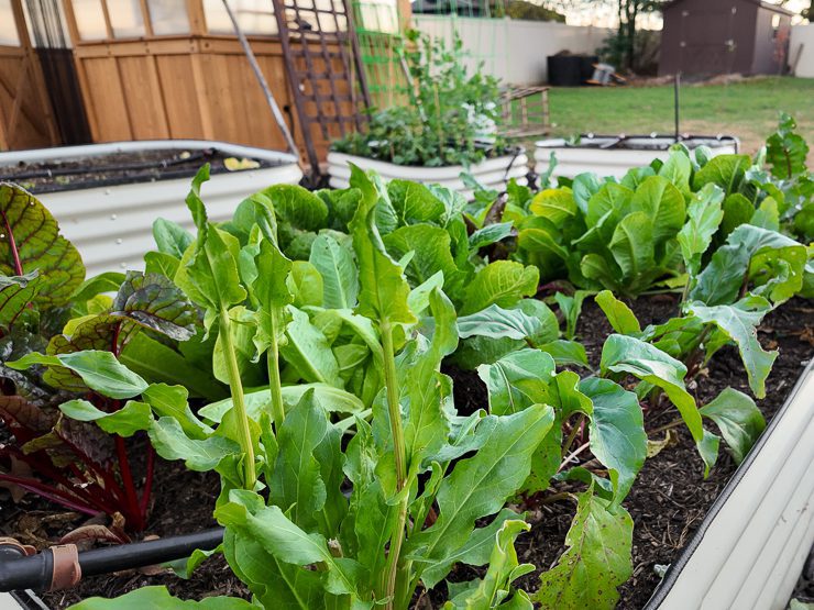 greens growing in a raised bed