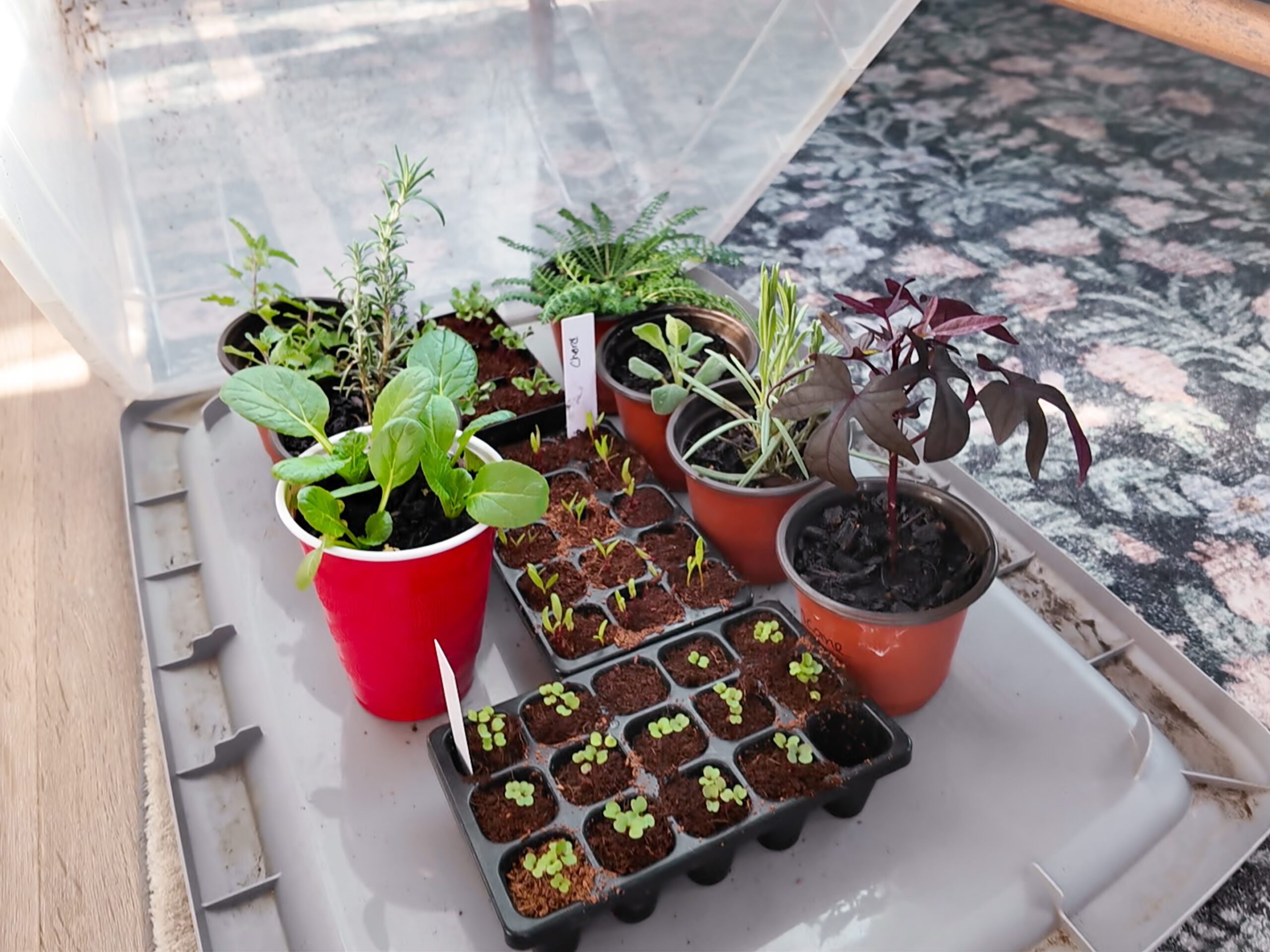 seedlings arranged on a storage bin lid