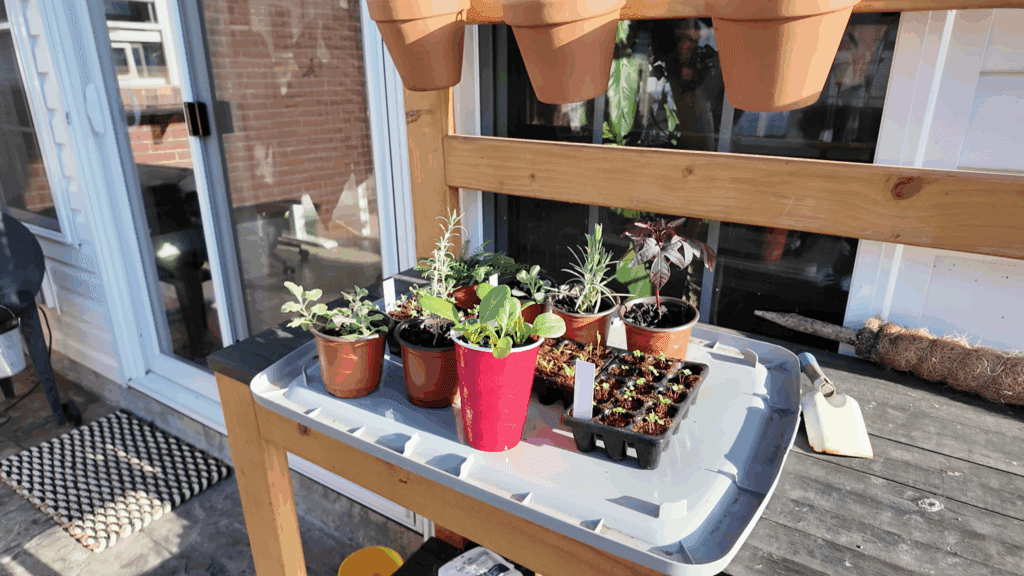 hardening off seedlings