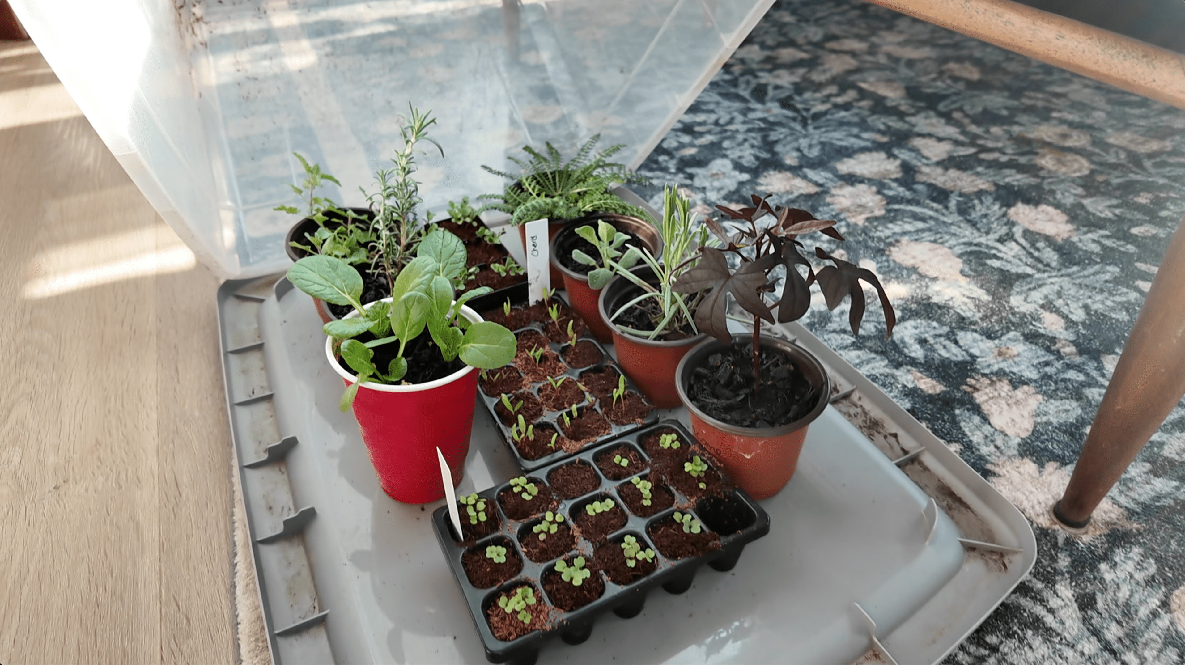 seedlings in a storage bin greenhouse