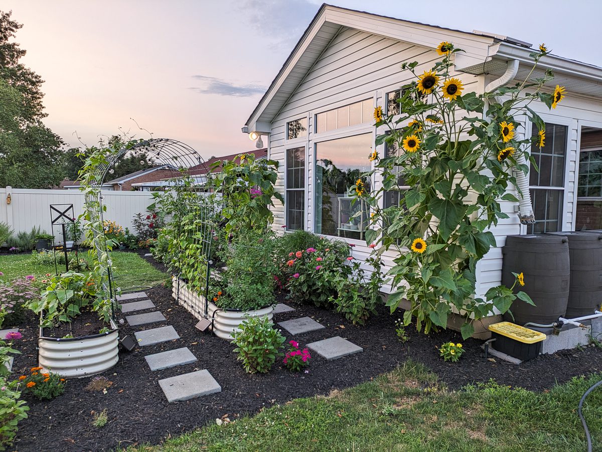 beautiful garden with sunflowers