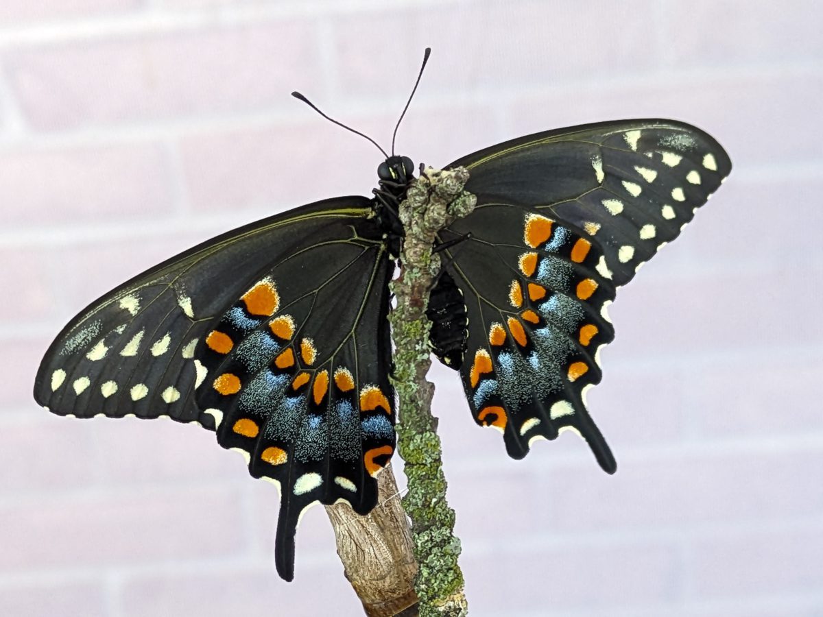black swallowtail butterfly