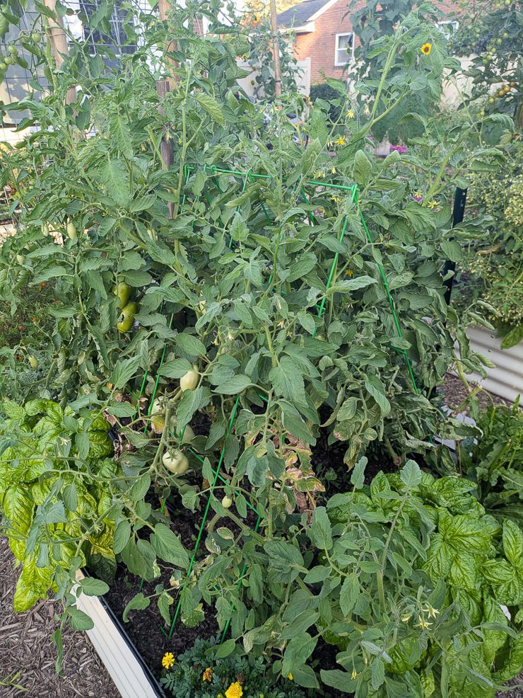 toma tomatoes on a-frame trellises